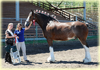 Grand Champion gelding for Banga’s Clydesdales