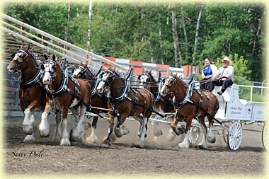 Six horse entry of Boulder Bluff and Hatfield Clydesdales