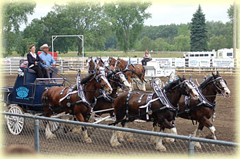 25 years of the Manitoba Clydesdale Classic