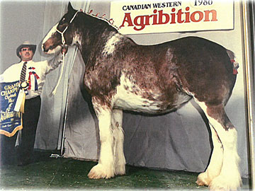 Greg Gallagher exhibiting the Grand Champion Clydesdale mare at Canadian Western Agribition